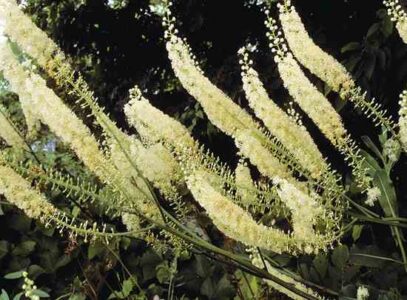 Medicinal Herbs You’ve Never Heard Of